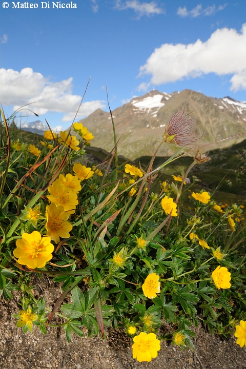 un po'' di flora dal Gavia